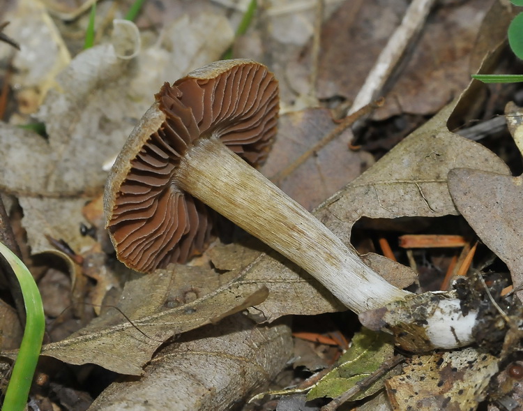 Cortinarius  stemmatus ?
